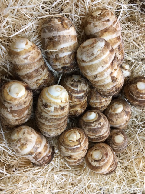 楽天市場 冬季限定 京都府産 海老芋えびいもmサイズ 特選丸 秀品 1kg 1個あたり約50 70g 購入数はお2つまで 京都 お取り寄せ 京野菜ギフトにもおすすめ 京やさい 贈答 ギフト 感謝 お歳暮 御歳暮 お正月用食材 えびいも丸 誕生日 京都の八百屋さん さくらいや