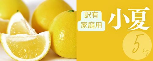 楽天市場】【100円クーポン有】【送料無料】土佐小夏 5kg 高知県産