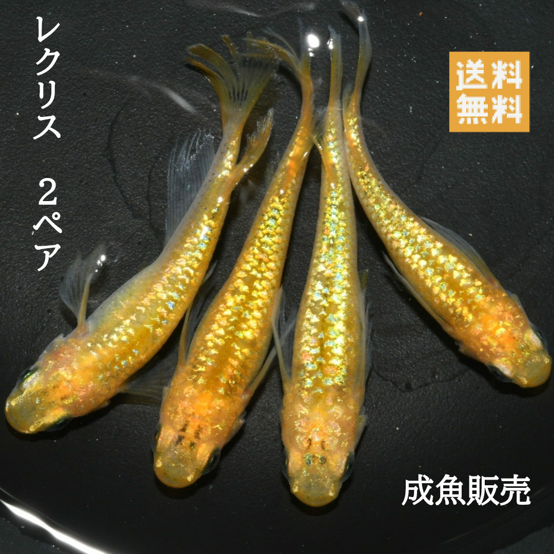 楽天市場】送料無料 楽天P5倍 稚魚販売 レクリスめだか稚魚10匹 黄金ラメ系統 ヒレ長めだか サイズ10〜15ミリ前後 送料無料 メダカ 観賞魚 ラメ めだか ビオトープ めだか生体 水槽 ラメメダカ : 桜庵めだか