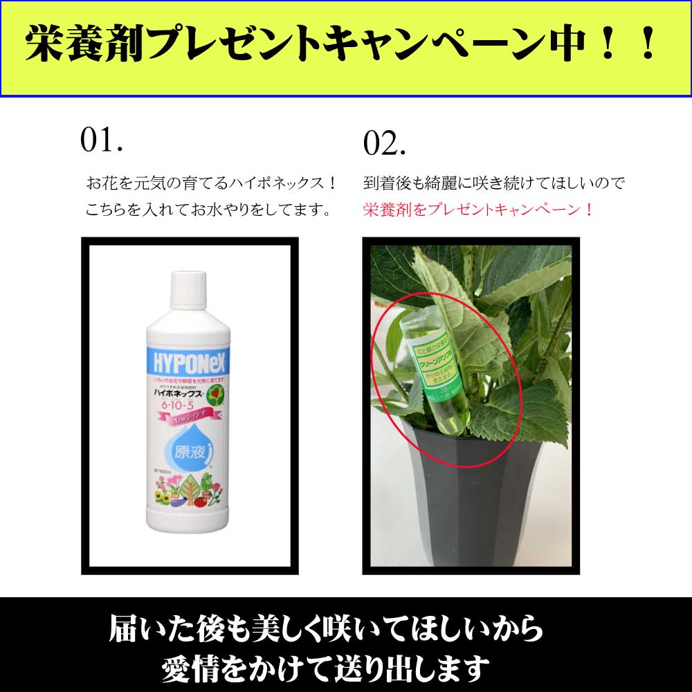 楽天市場 クーポン 栄養剤付 大人気 メッセージカード アジサイ あじさい 紫陽花 ギフト 父の日 花 プレゼントおすすめ 鉢物 母の日 喜ばれる 笑顔 青 ブルー ピンク 誕生日 お祝い 仲良し マジカルレボリューション 送料無料 即日発送 貝パールアクセサリー