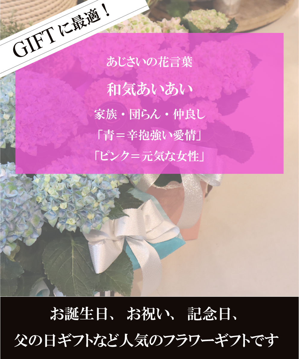 楽天市場 クーポン 栄養剤付 アジサイ あじさい 紫陽花 ギフト 父の日 花 プレゼントおすすめ 鉢物 母の日 喜ばれる 笑顔 青 ブルー ピンク 誕生日 お祝い 仲良し マジカルレボリューション 即日発送 送料無料 選べるカード 貝パールアクセサリーsakuya