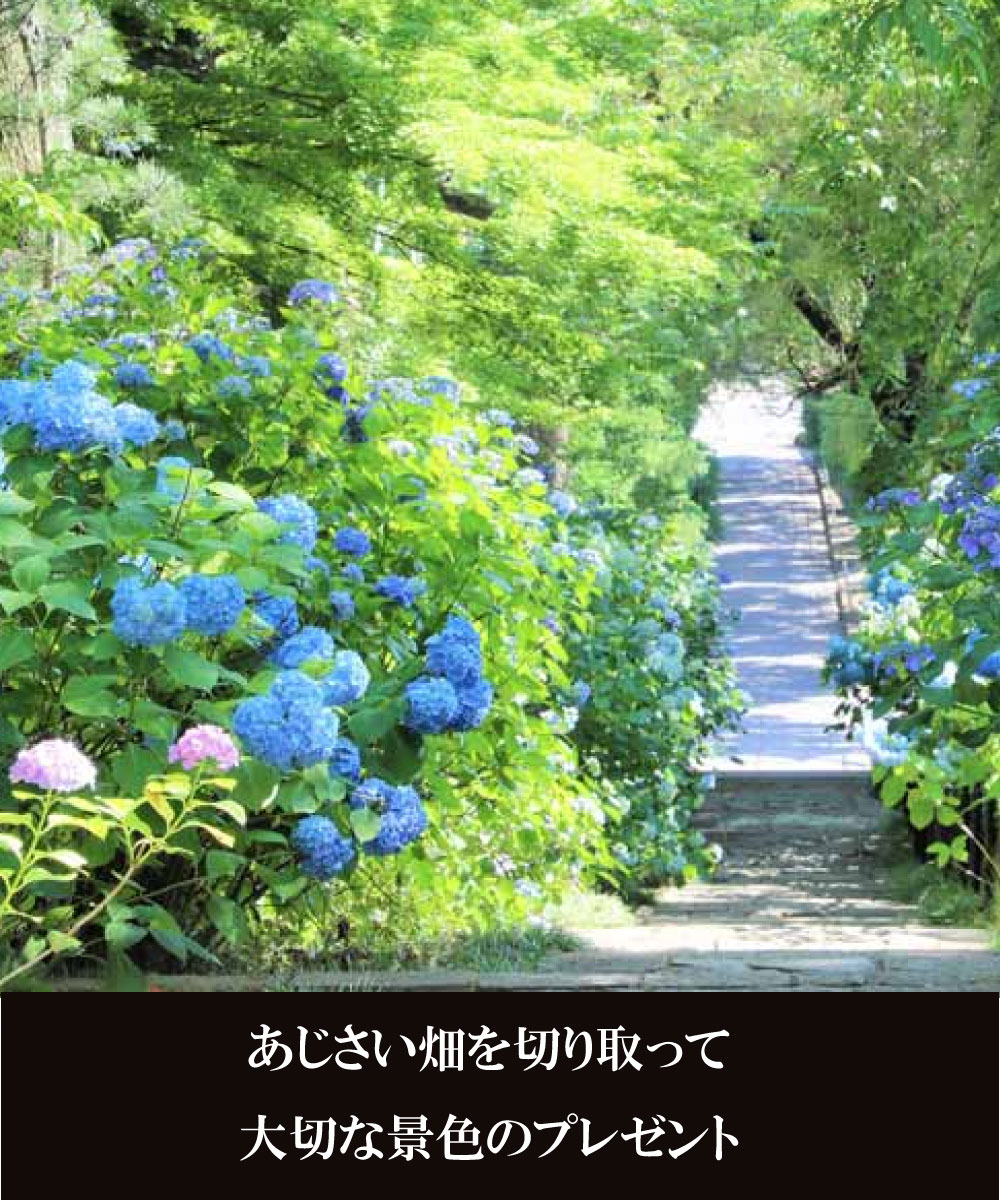 楽天市場 クーポン 栄養剤付 大人気 ラッピングカード アジサイ あじさい 紫陽花 ギフト 父の日 花 プレゼントおすすめ 鉢物 母の日 喜ばれる 笑顔 青 ブルー ピンク 誕生日 お祝い 仲良し マジカルレボリューション 送料無料 選べるカード 即日発送 貝パール