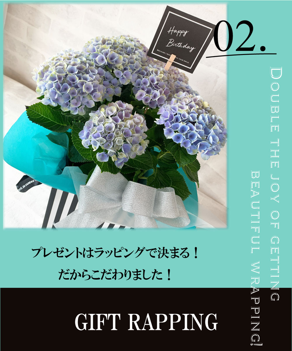 楽天市場 クーポン 栄養剤付 アジサイ あじさい 紫陽花 ギフト 父の日 花 プレゼントおすすめ 鉢物 母の日 喜ばれる 笑顔 青 ブルー ピンク 誕生日 お祝い 仲良し マジカルレボリューション 即日発送 送料無料 選べるカード 貝パールアクセサリーsakuya