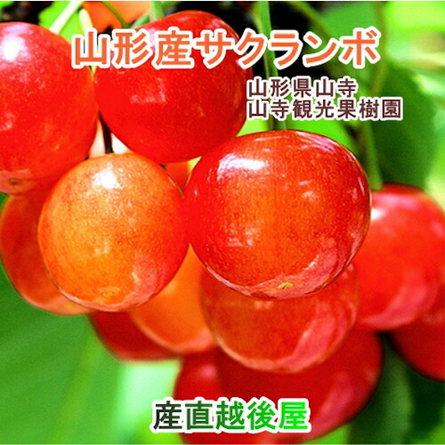 山寺観光果樹園 樹上完熟さくらんぼ 佐藤錦  バラ詰め 700g 数量限定販売 クール便 送料無料【果物 贈答品 ギフト プレゼント】 【父の日】