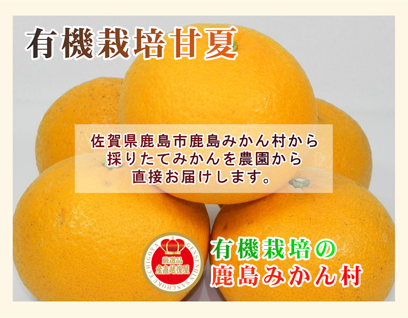 楽天市場 フルーツ みかん 有機栽培 甘夏 佐賀県 鹿島市 有機みかん佐藤農場有機栽培 甘夏 4kg採りたてを農園から産地直送送料無料 ミカン 果実 ギフト 無農薬栽培 産直越後屋