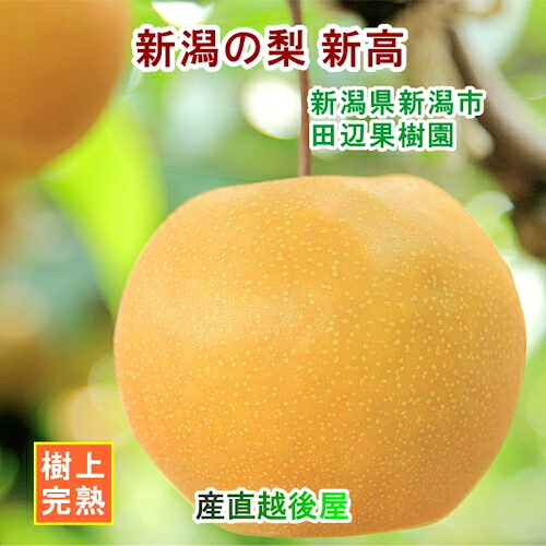 【楽天市場】【フルーツ 和梨 新高梨 送料無料】新潟県 新潟市 田辺果樹園新潟の梨 新高梨 5kg(7個~8個)厳選した梨 化粧箱入り【お ...