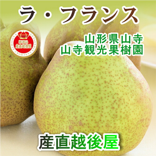 フルーツ 山形県 ラフランス 洋梨 山形県山寺 山寺観光果樹園山形県産 高級ラ フランス 葉取らずふじりんご詰合せ 6kg ラフランス7個りんご7個 送料無料 果物 贈答品 ギフト プレゼント Novix Com
