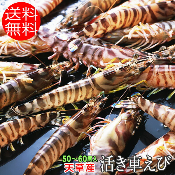 えび(系統変更) AMAKUSA産直市場便】天草産オーガニック育成車海老を究極の鮮度で活〆