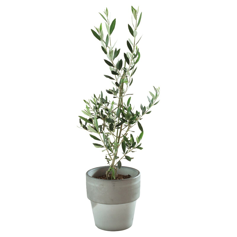 オリーブ素焼鉢植え T-R80OLIVE 人気 おすすめ ガーデン ガーデニング ※こちらの商品は、メーカーおよび委託倉庫からの発送です。