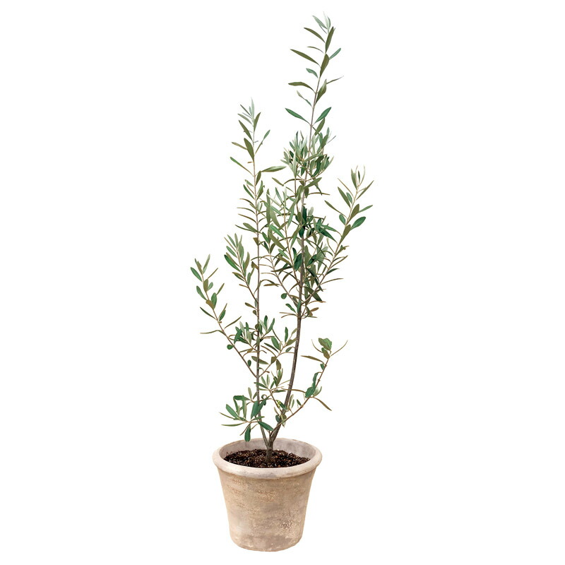 オリーブ素焼鉢植え T-R150OLIVE一般受け おすすめ 園地 ガーデニング ※こちらの商いものは、製造業者および託するバス発着場からの送りとどけるです。 花・ガーデン・DIY-その他