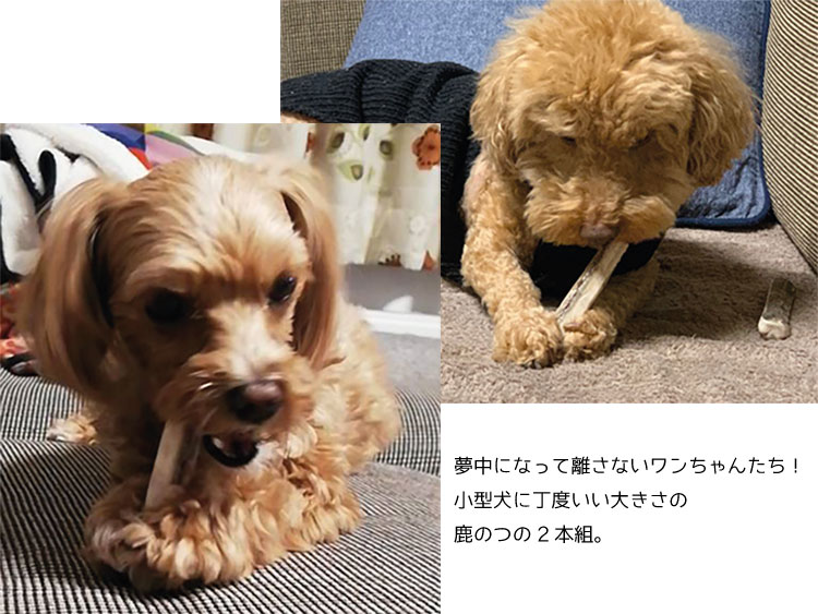 楽天市場 北海道産 エゾ鹿の角 小型犬用2本エゾ鹿角 シカつの 犬 おやつ 無添加 ガムペットグッズ ドッグフード ガム 鹿の角 三番舘