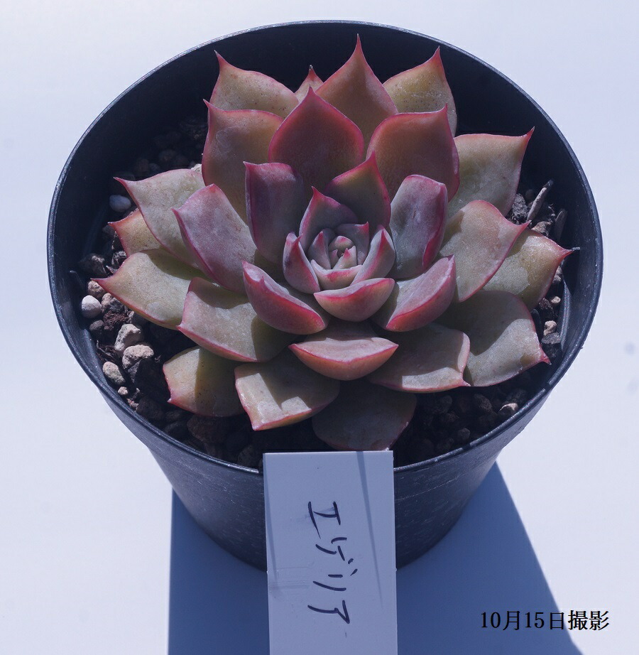 楽天市場】多肉植物【トップシータービー】(多肉 植物 販売