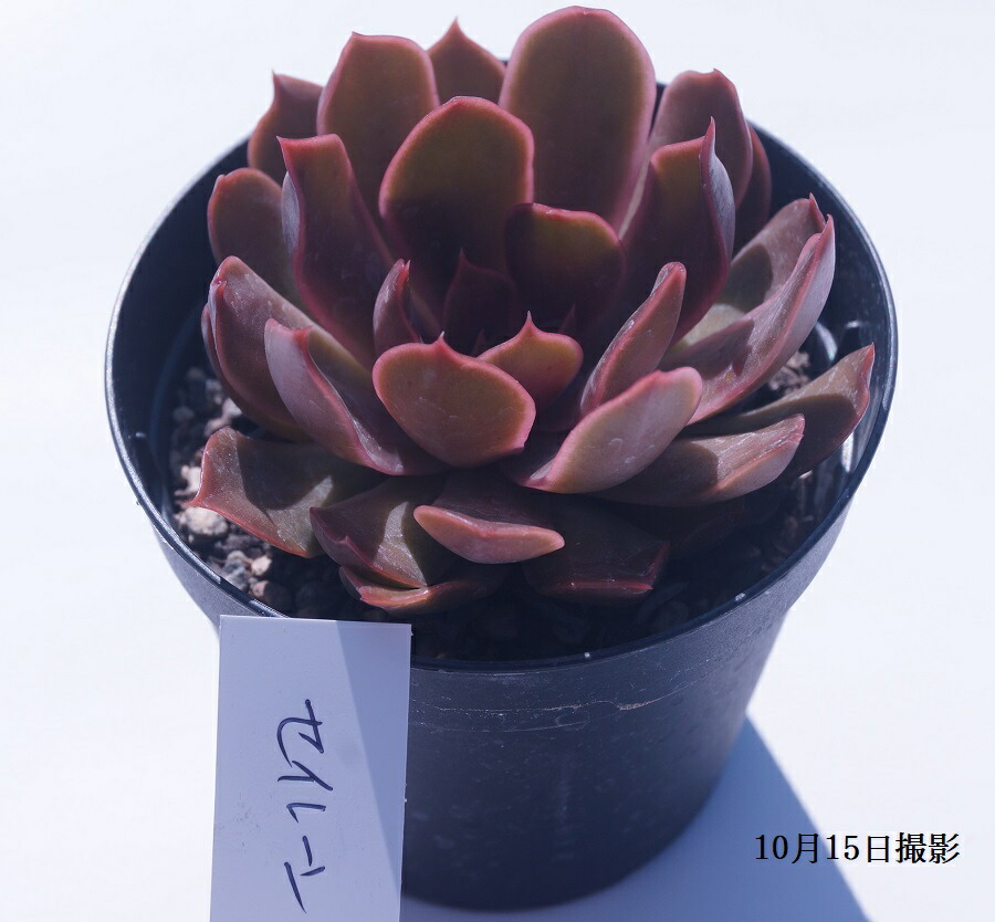 多肉植物　エケベリア　ヘラクレス 楽天市場】多肉植物【ヘラクレス】エケベリア属【インテリア