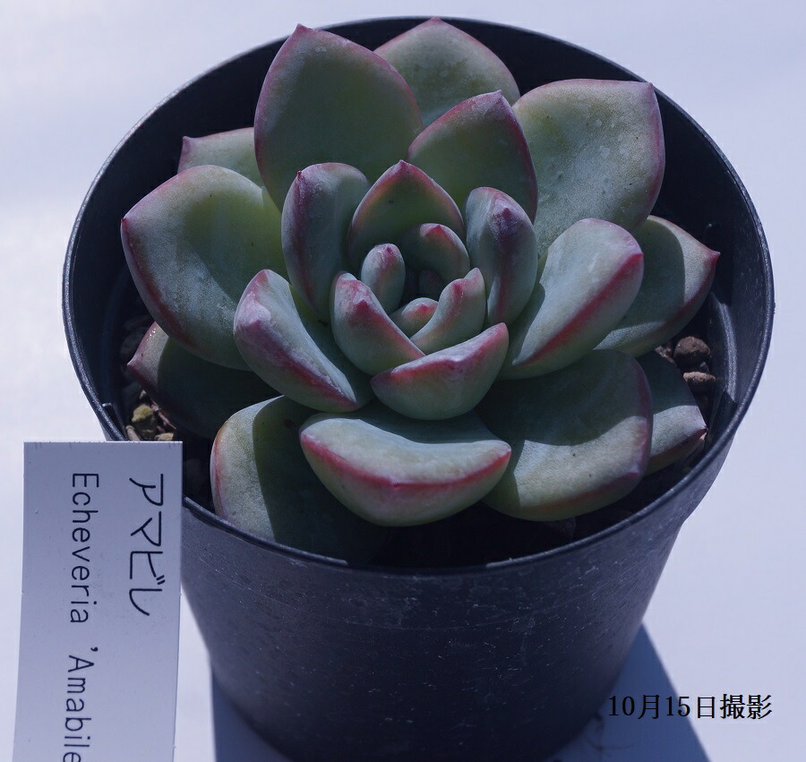 楽天市場】多肉植物 【静夜】【インテリア ミニグリーン観葉 】(多