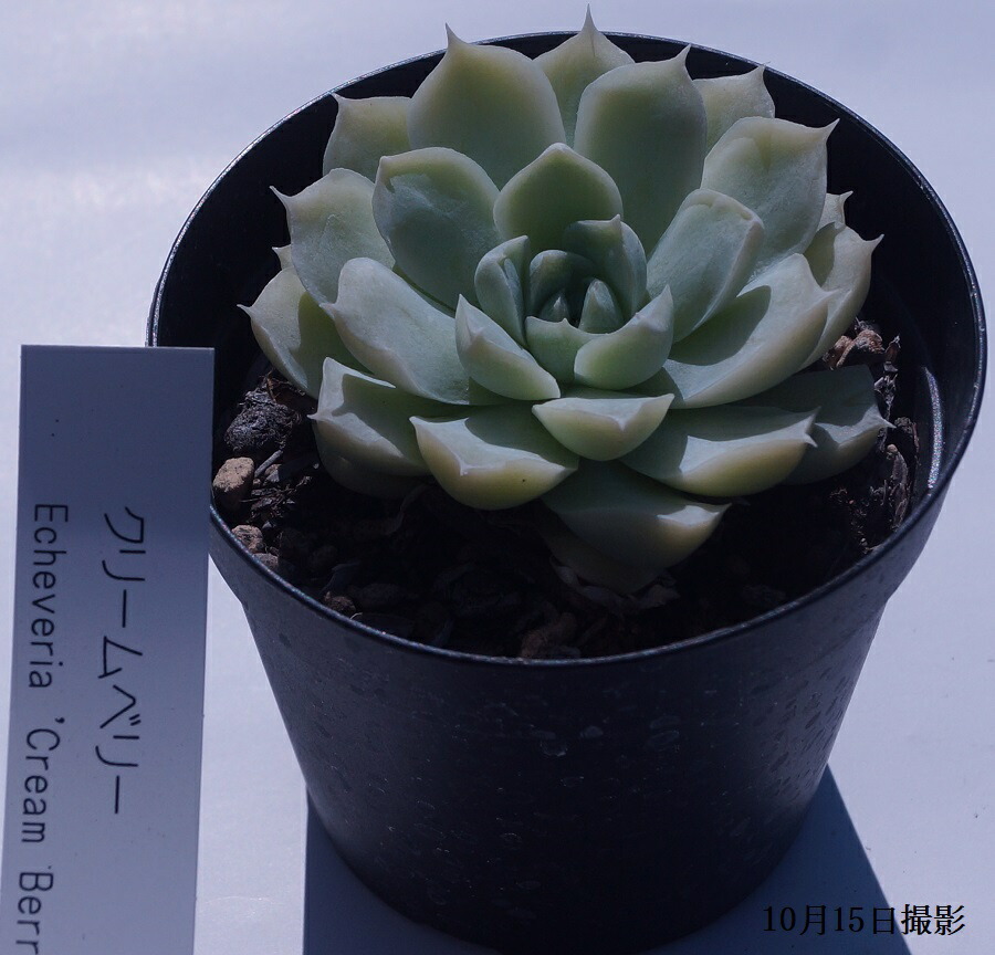 楽天市場】多肉植物【淡雪】(多肉 植物 販売)グラプトペタルム あわ