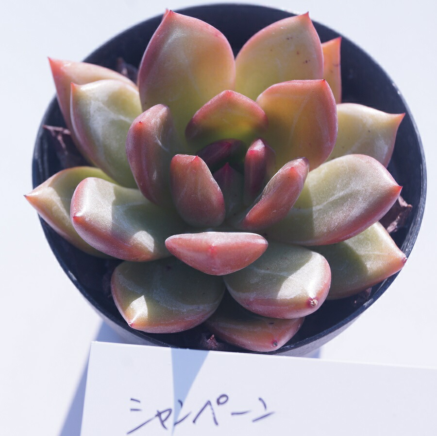 楽天市場】多肉植物【ヘラクレス】エケベリア属【インテリア ミニ