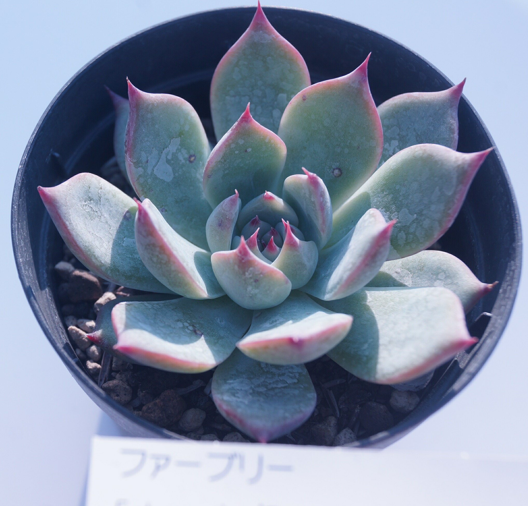 楽天市場】多肉植物【ピーチプリデ】(多肉 植物 販売)多肉 苗 寄せ植え