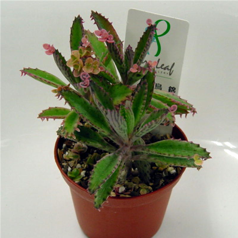 楽天市場 多肉植物 不死鳥錦 多肉 植物 販売 ビザールプランツ フシチョウニシキ 不死鳥錦 多肉植物 多肉 観葉植物 インテリアグリーン 寄せ植えに カランコエ 5個セット 10個セットと同時ご購入でお得送料無料 送料無料 まとめ買いがお得 ミニ観葉 卓上 苗 ミニ