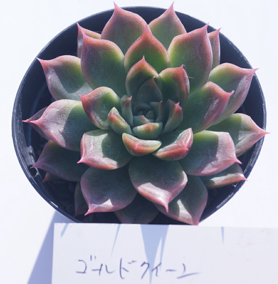 楽天市場】多肉植物 【ファンクイーン】【インテリア ミニグリーン観葉