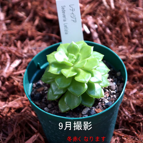 楽天市場】多肉植物【ハムシー】(多肉 植物 販売) 5個セット・10個