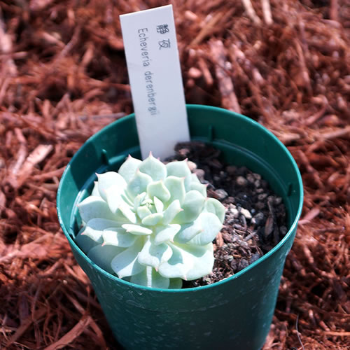 楽天市場 多肉植物 静夜 インテリア ミニグリーン観葉 多ファンクイーン肉 植物 販売 セイヤ せいや 多肉 観葉植物 インテリアグリーン 寄せ植えに 10個セットと同時ご購入でお得送料無料 送料無料 まとめ買いがお得 ミニ観葉 卓上 小さい 植物 三本松フラワー