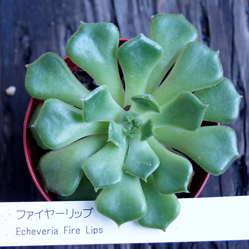 楽天市場 多肉植物 ファイヤーリップ 多肉 植物 販売 5個セット 10個セットと同時ご購入で お得送料無料 送料無料 まとめ買いがお得 ミニ観葉 多肉 ミニサイズ 植物 ミニ タニクショクブツ 三本松フラワー