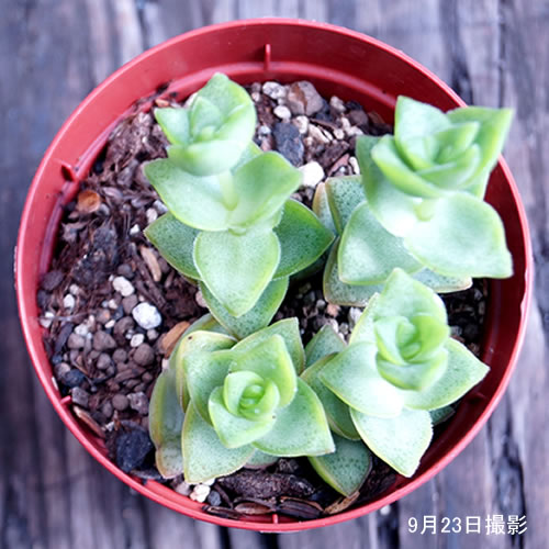 楽天市場 多肉植物 星の王子 多肉 植物 販売 ホシノオウジ クラッスラ 観葉植物 インテリアグリーン 寄せ植え 7 5cmポット 5個セット 10個セットと同時ご購入でお得送料無料 送料無料 まとめ買いがお得 ミニ観葉 寄せ植えに ミニ おしゃれ 苗 観葉植物 ミニ