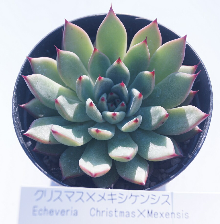 楽天市場】多肉植物【フィオナ】エケベリア属ピオナ【インテリア ミニ