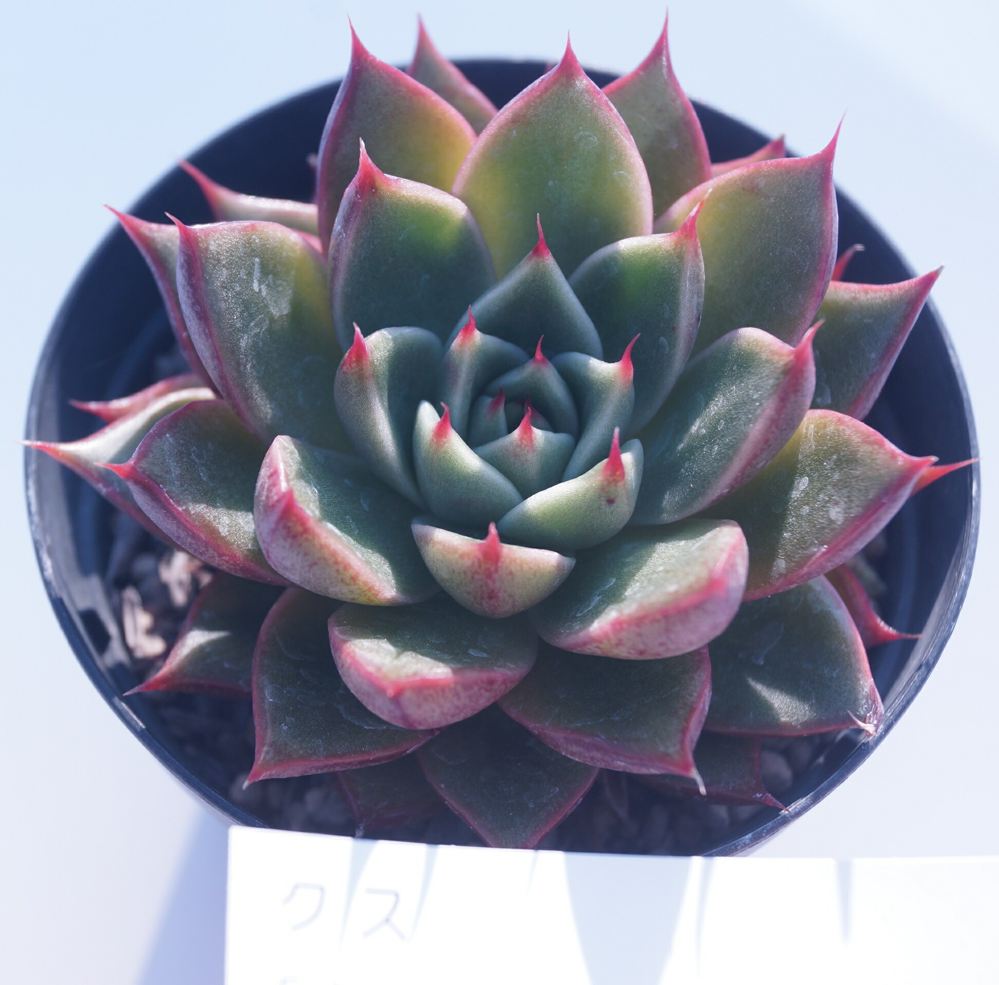 楽天市場】多肉植物【ネオンブレーカーズ】エケベリア【インテリア