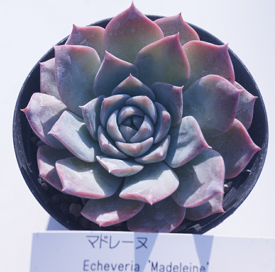 専用！多肉植物^o^ 希少❣️葉挿し赤ちゃんマーガレットレッピン錦 専用！多肉植物^o^ 希少❣️葉挿し赤ちゃんマーガレットレッピン錦 専用！