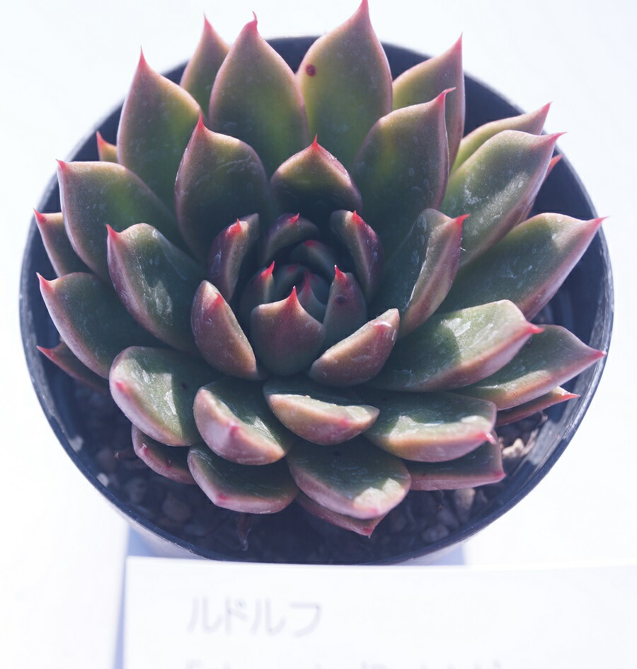 楽天市場】【多肉植物】 シムランスラグナサンチェス 観葉植物