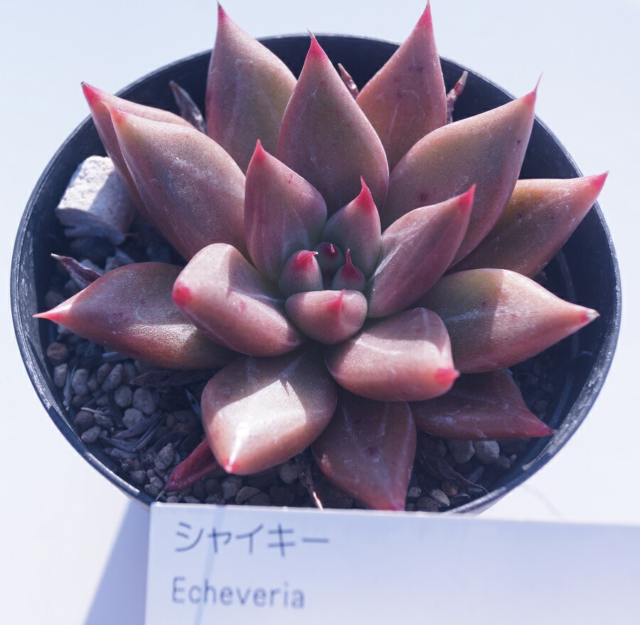 楽天市場】【多肉植物】 シムランスラグナサンチェス 観葉植物 ギフト