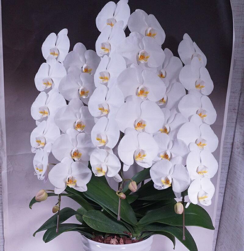 九州産新鮮高品質【大輪系】胡蝶蘭3本立ち! 長持ちします ラッピング豪華 陶器鉢 花34輪~品質保証 花の大きさ・花並び・花肉厚・株良し 職人が育てた高級胡蝶蘭!!法人様に大好評!!ワンランク上の上質な胡蝶蘭 動画ムービーあり|三本松フラワー