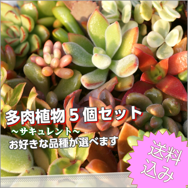 多肉草木 5個始まり 揃 貨物輸送込 多肉苗セット商売 寄せ植え 多肉 植物 セット販売 ホームグラウンド拵える人格者からじきじき仕入れ使わす商売物 販売 おゲインセット ミニ観葉植物 かわゆい植物 愛愛しい観葉植物 寄せ植えに ミニ スタイリッシュ 苗 観葉植物 卓上