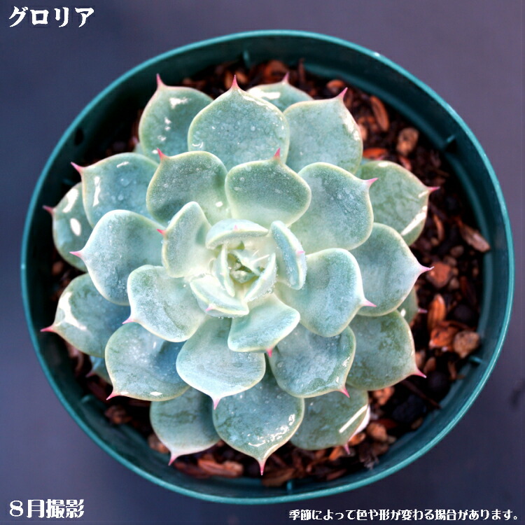 楽天市場】多肉植物【ヘラクレス】エケベリア属【インテリア ミニ