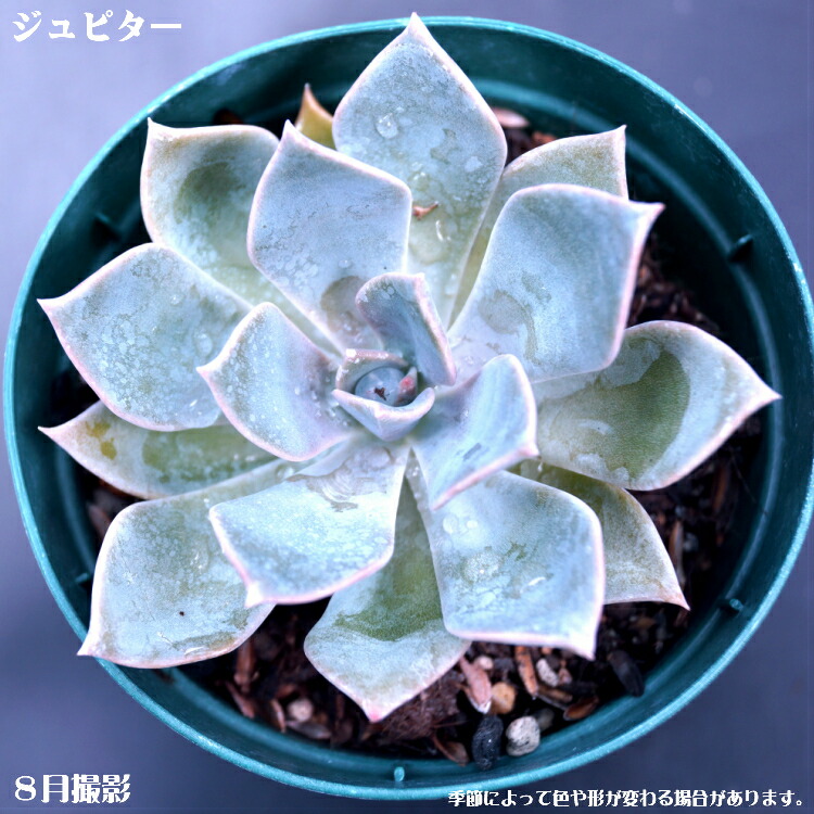 楽天市場】多肉植物 【静夜】【インテリア ミニグリーン観葉 】(多