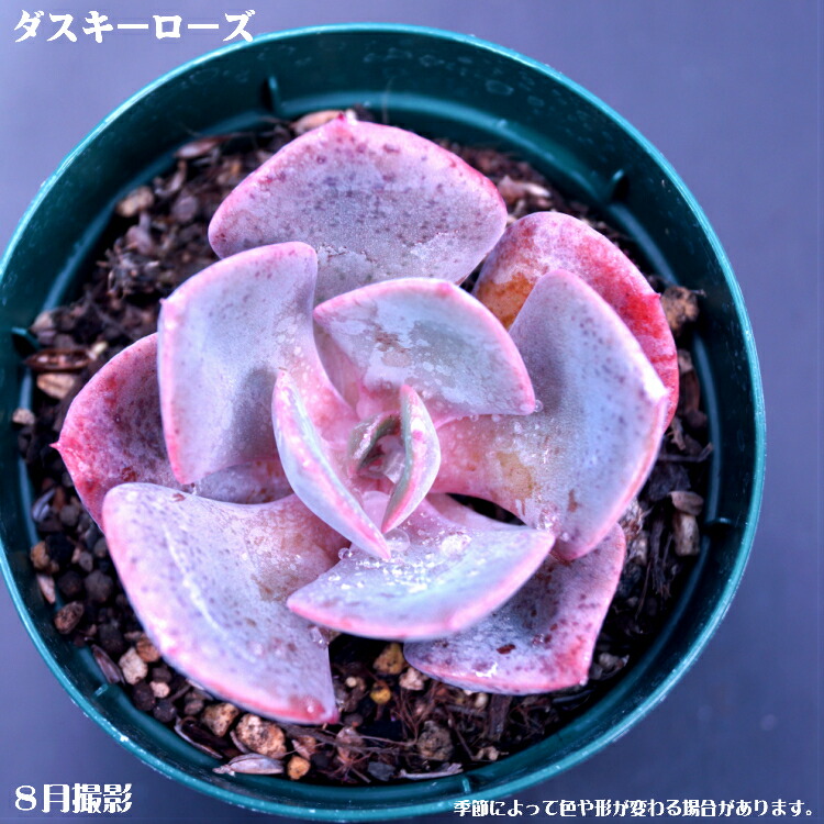楽天市場】多肉植物(10個入)セット 3個選べるお好きな品種を 楽天市場】多肉植物(10個入)セット 3個選べるお好きな品種を