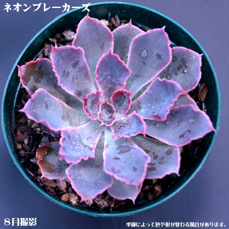 楽天市場】多肉植物(10個入)10個選べるセット 九州送料込【多肉 楽天市場】多肉植物(10個入)10個選べるセット 九州送料込【多肉