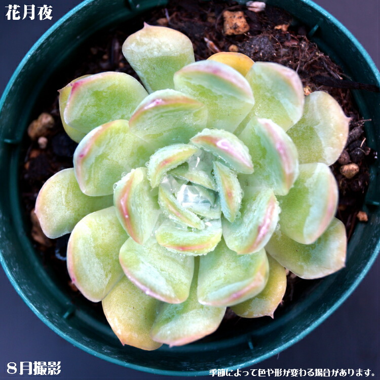 楽天市場】多肉植物【フィオナ】エケベリア属ピオナ【インテリア ミニ