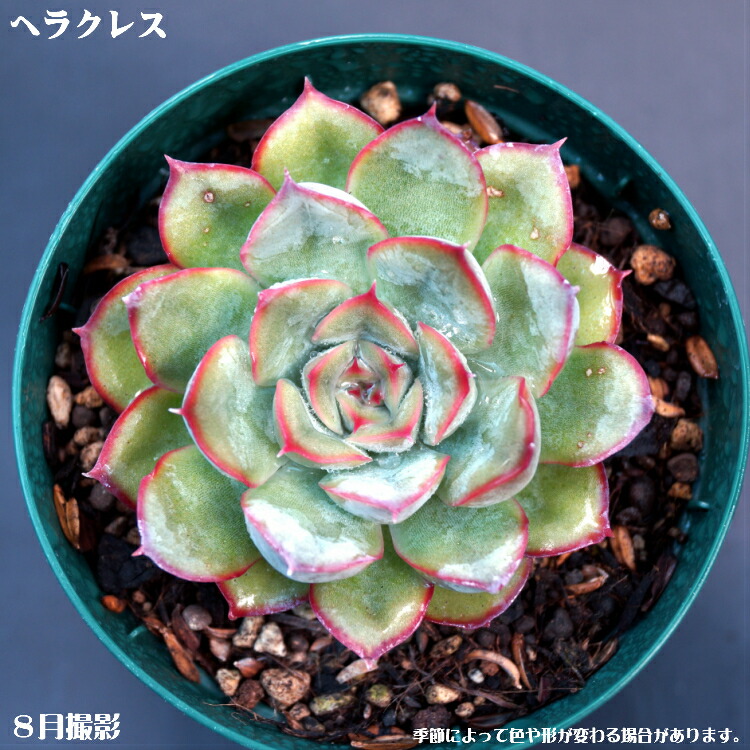 楽天市場】多肉植物(10個入）セット 5個選べるお好きな品種を