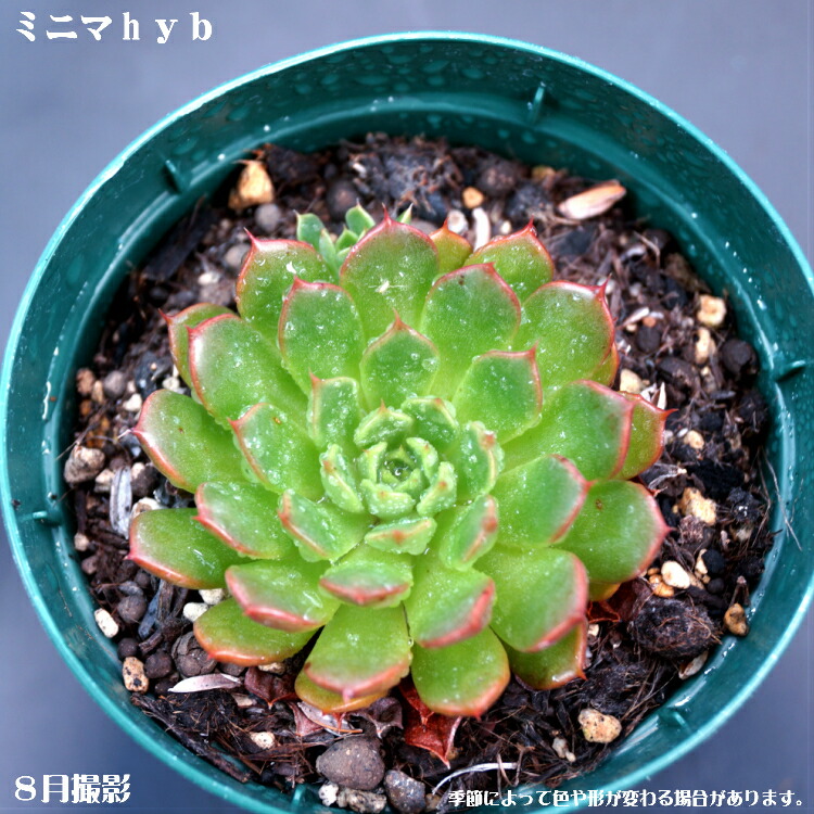 楽天市場】多肉植物【フィオナ】エケベリア属ピオナ【インテリア ミニ