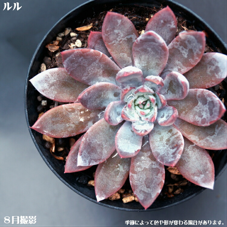 楽天市場】多肉植物【フィオナ】エケベリア属ピオナ【インテリア ミニ