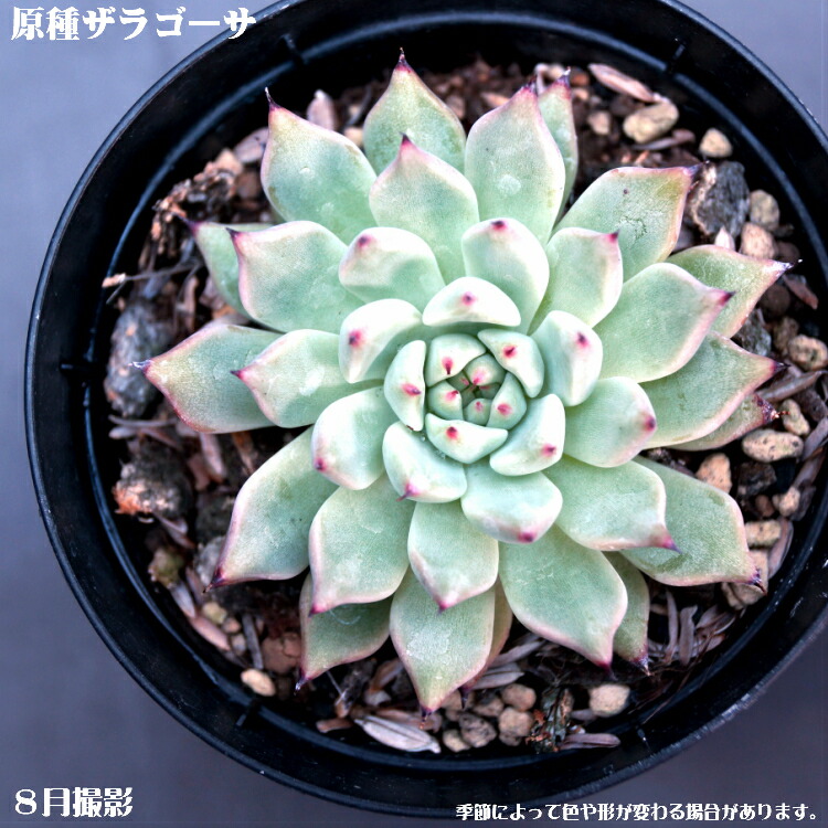 楽天市場】黒爪ザラゴーサ エケベリア Echeveria 多肉植物 エケベリア