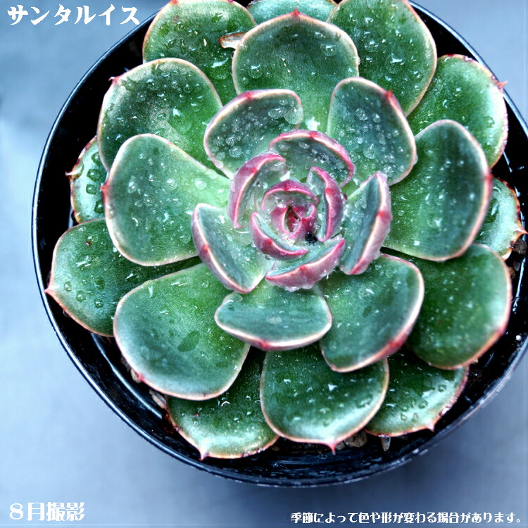 青緑色の多肉植物*9 青緑色の多肉植物*9