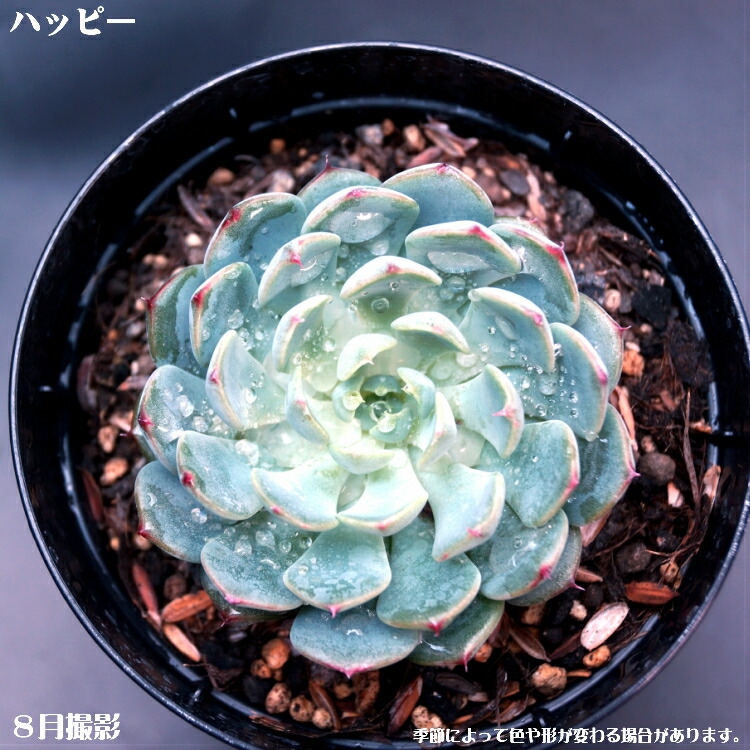 楽天市場 多肉植物 ハッピー エケベリア属 インテリア ミニグリーン観葉 7 5cmポット10個セットと同時ご購入でお得送料無料 ミニ 多肉 ミニ観葉 タニクショクブツ エケベリア 多肉植物 観葉植物 多肉 三本松フラワー