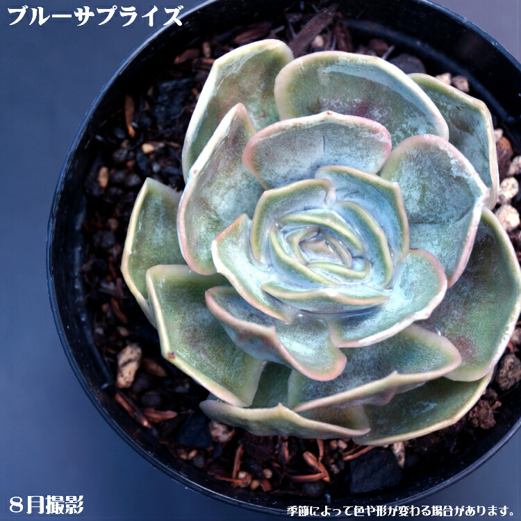 楽天市場】多肉植物【フィオナ】エケベリア属ピオナ【インテリア ミニ