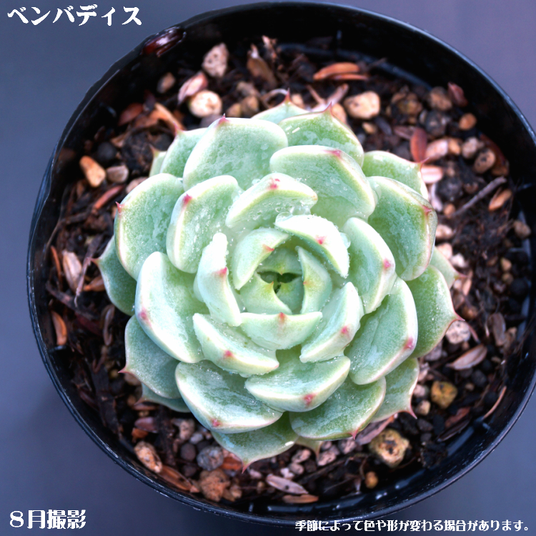 楽天市場】多肉植物(10個入）10個選べるセット 九州送料込【多肉