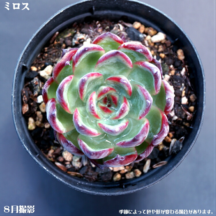 楽天市場】多肉植物【ルル】エケベリア属【インテリア ミニグリーン