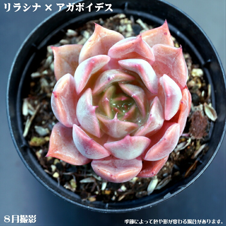 楽天市場】多肉植物【フィオナ】エケベリア属ピオナ【インテリア ミニ