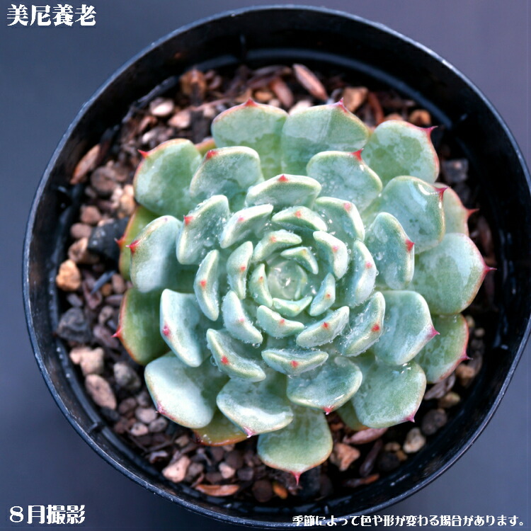 楽天市場】多肉植物【グロリア】エケベリア属【インテリア ミニ